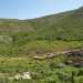 Arriviamo dunque nel territorio di Poggiorsini, rimanendo ammutoliti dal silenzioso e verde fascino di questa zona caratterizzata da colline verdi e pietrose al tempo stesso. Scendiamo dalla nostra auto proprio mentre unarcaica processione di pecore sta percorrendo uno stretto sentiero rurale